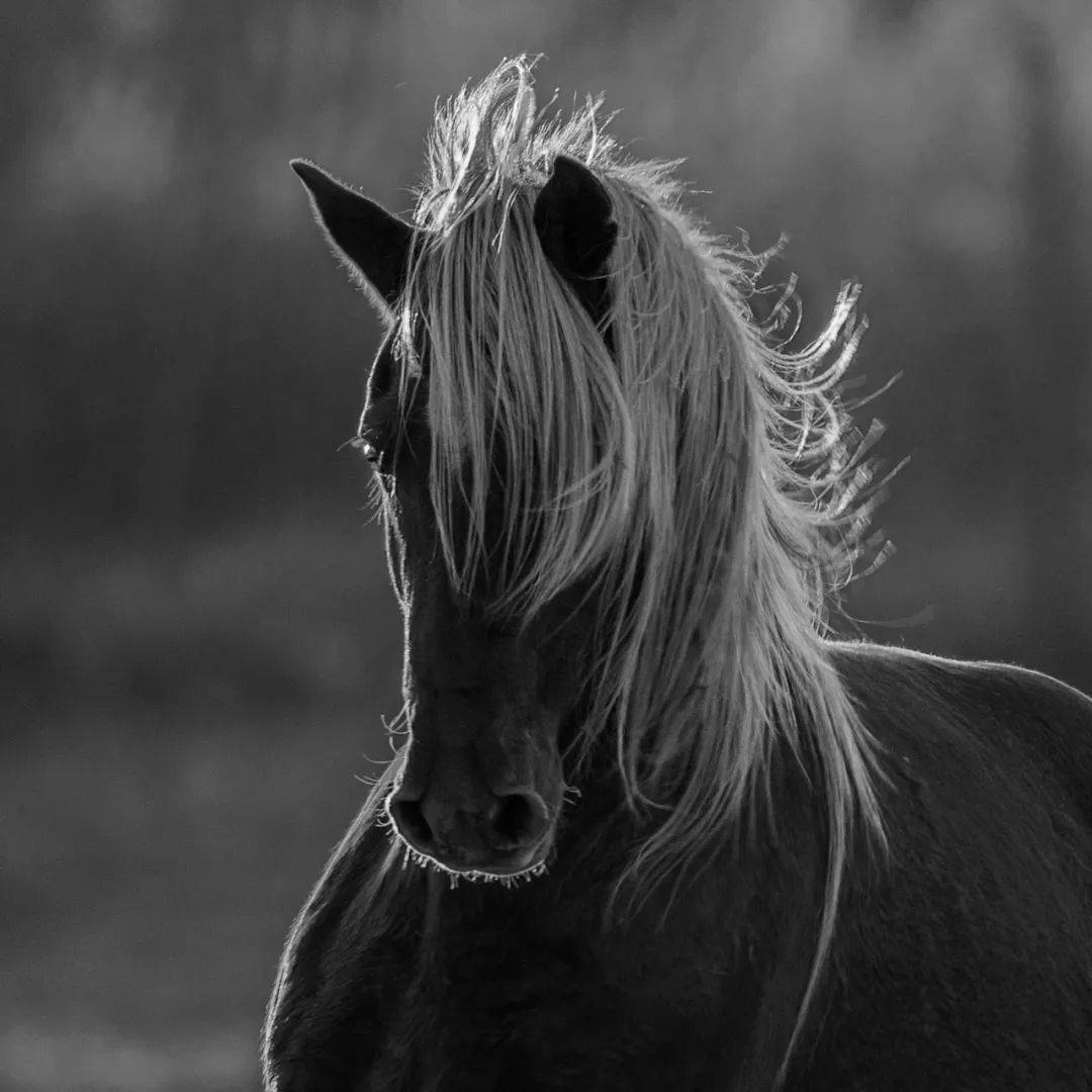 【蒙古马】森格/摄