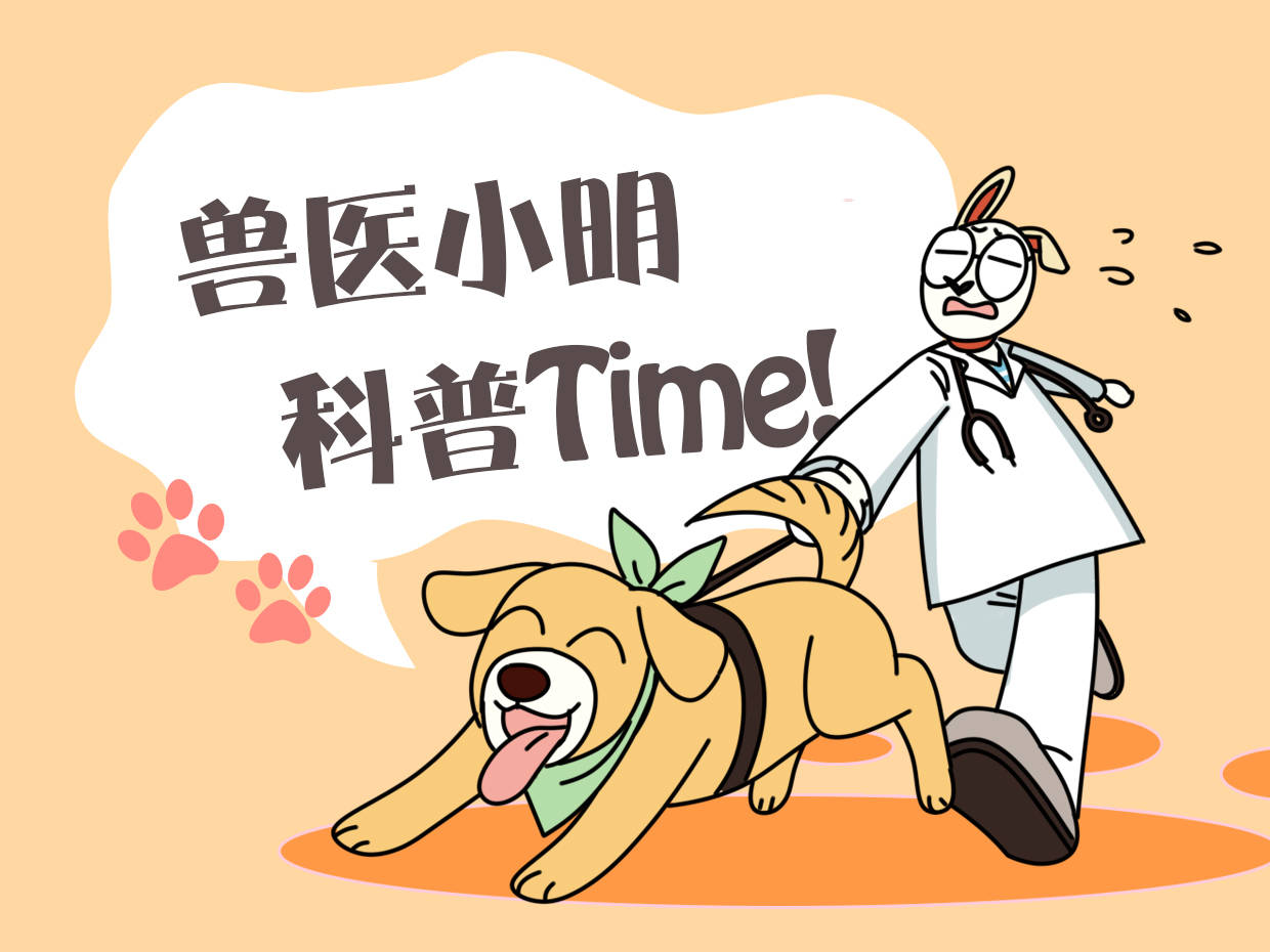 猫咪|养的狸花猫专捉野兔，吃掉兔头后将兔肉送给主人：凭实力养活自己