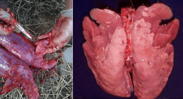 养殖|秋季养殖知识|为什么秋季猪容易发生支原体肺炎？