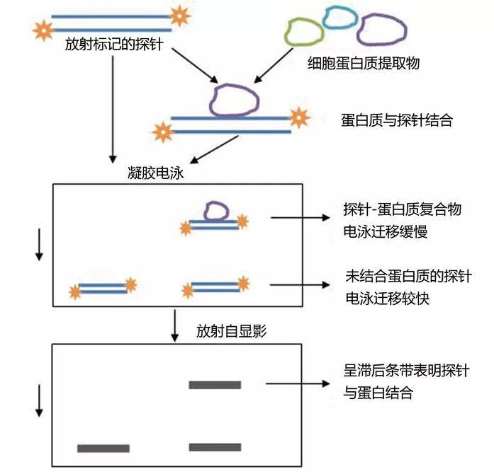 6 chip实验emsa的实验结果并不能说明反式作用因子和顺式作用元件有
