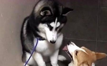 什么|最怂哈士奇害怕柯基,用爪子捂住柯基的眼,二哈:大哥有话好好说