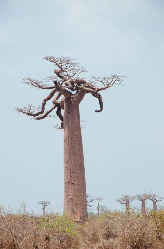 倒着长的树，竟然就在马达加斯加，你想一下看吗？