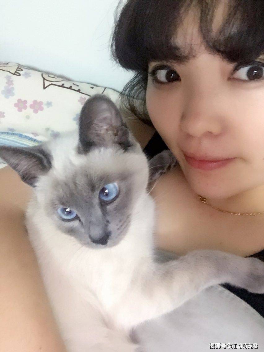 品种最好的暹罗猫是什么 04cab805af9d45aea4ad130deed53277.jpeg