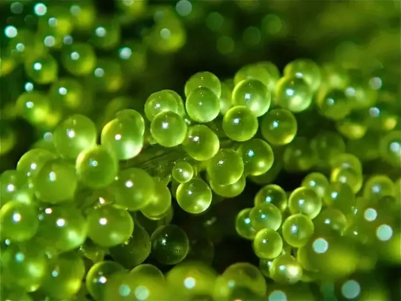 金致|伊姿佰Easybio新品曝光，它终于要来了