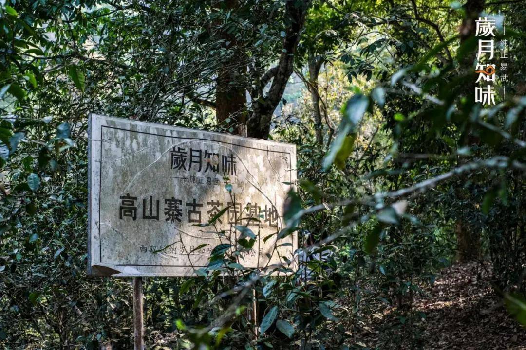 易武名山之七村八寨见万千气象方识山川面目