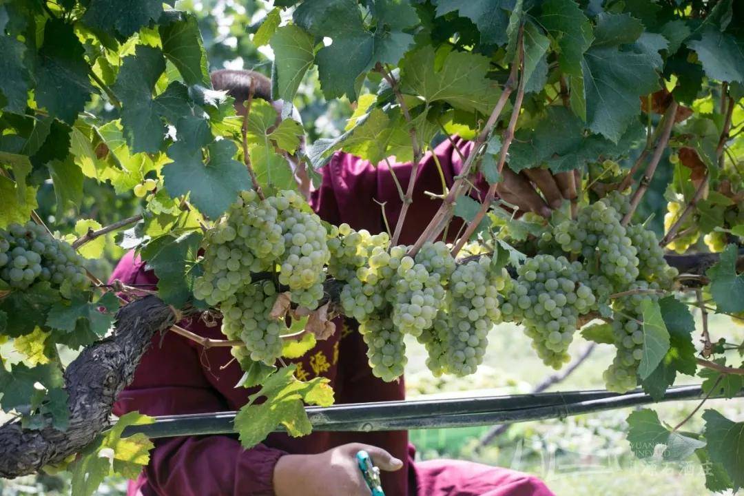 张裕摩|观万亩葡萄长廊,赏贺兰山下酒庄!