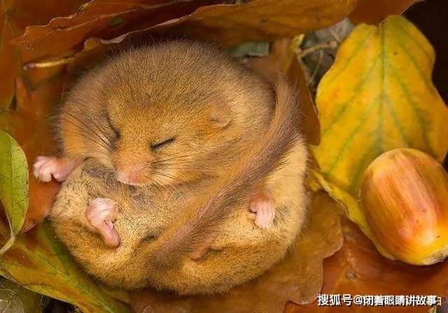 未解之谜动物为什么要冬眠是因为生物钟吗