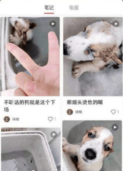 生命|众星为“洗衣机柯基”发声，以虐待取乐，生命不应被漠视