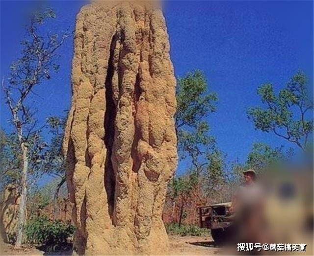 广西十万大山里，有一种蚂蚁用唾液建的蚁塔，最高6米还能当饭吃