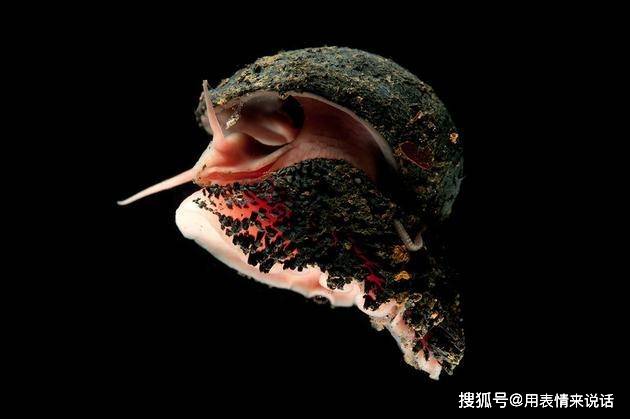 蜗牛的眼睛长在什么上 b3754ccad2de4b25ba150954f216460d.jpeg