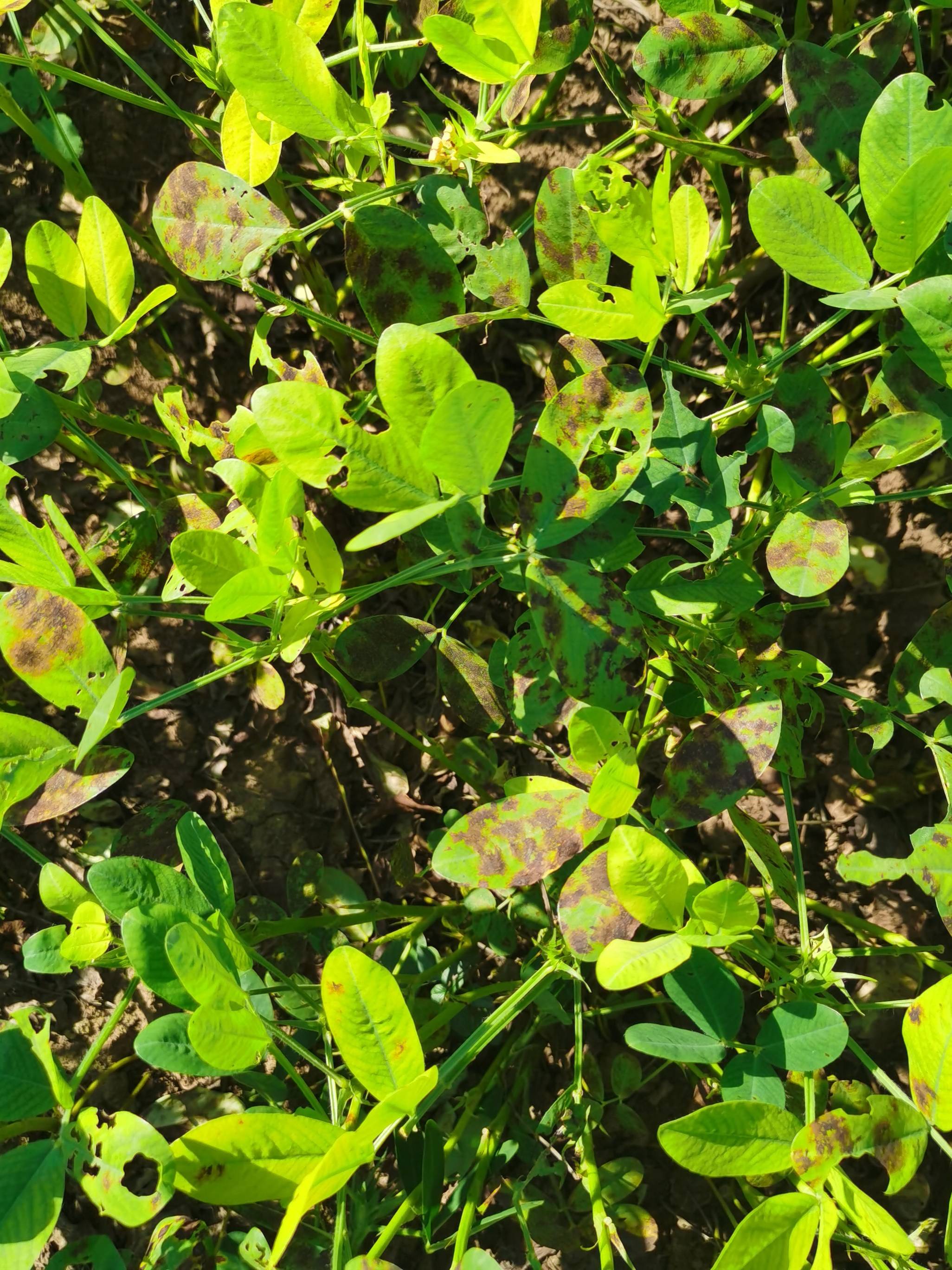 花生叶片有斑点等异常,就一定是病害吗?