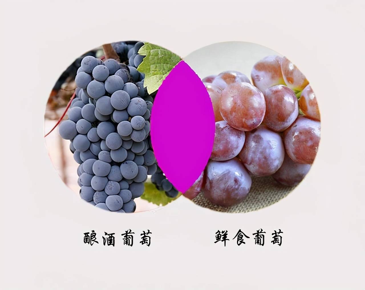 说法|为什么自酿葡萄酒不建议你喝？自酿葡萄酒有毒，这说法有什么依据？