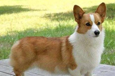 关键|商家才不会告诉你柯基犬纯不纯，关键看这5点，别被骗了！