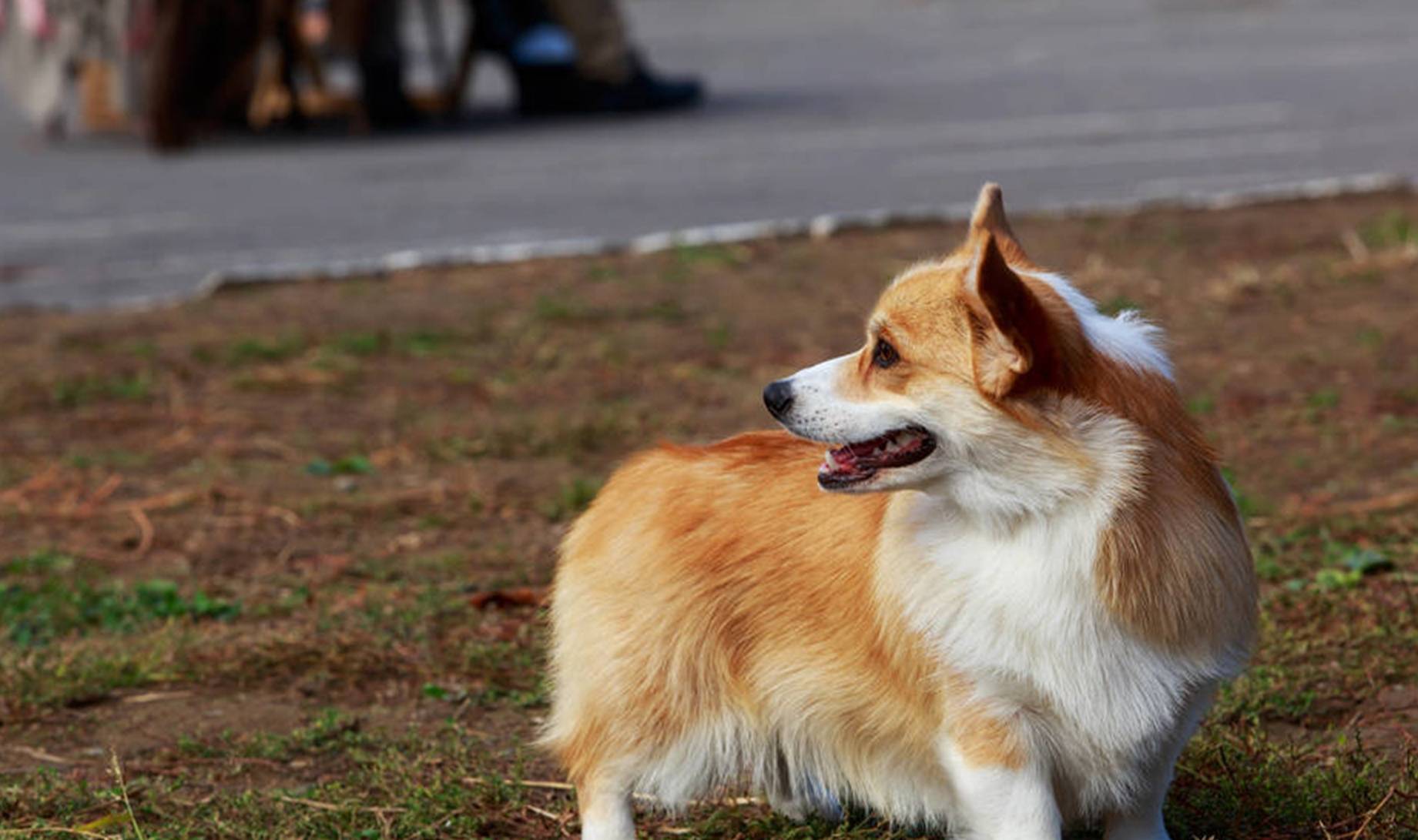 大意|短腿奶基惹人爱，幼小的柯基犬饲养起来需当心，五大问题不可大意