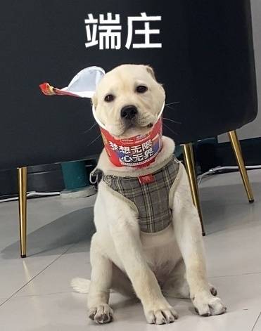 进行|养狗前需要知道哪些？行内人列出以下几点