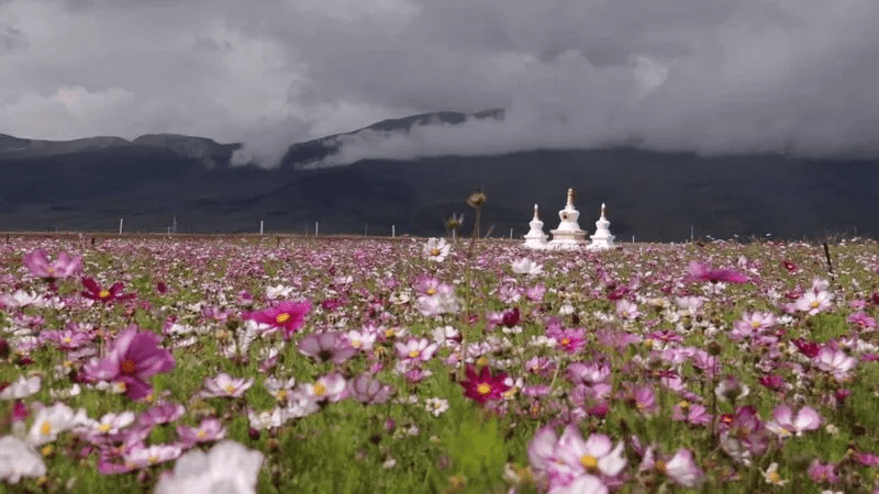 理塘县格桑花海撑起整个秋天的颜值 高原