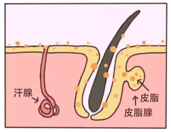 皮膚與皮脂腺示意圖