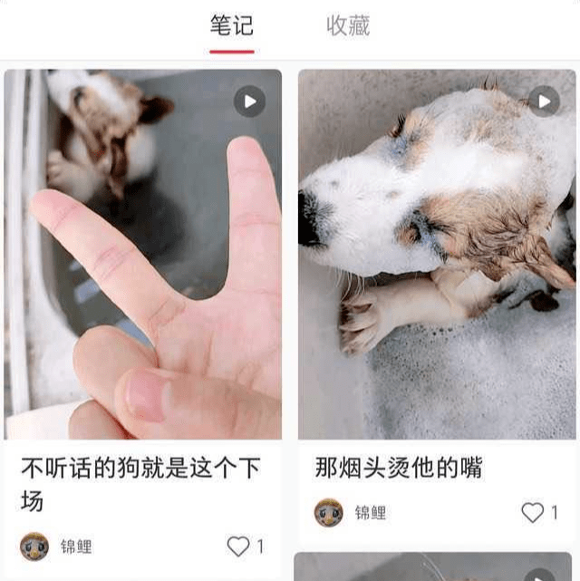 警方|全网在寻找的“洗衣机柯基”，目前有了重大进展！