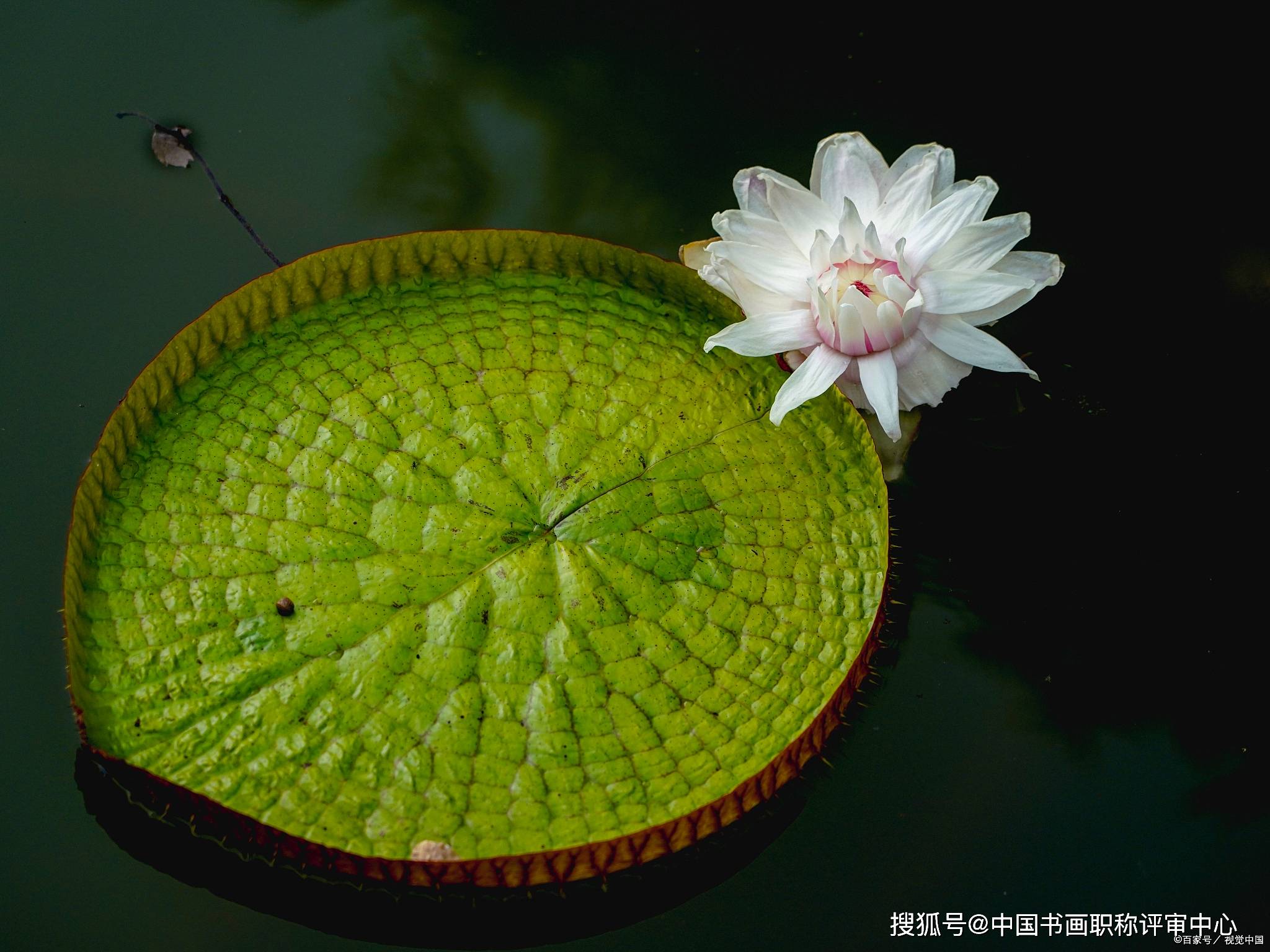 侯树辰|王 莲-侯树辰诗选