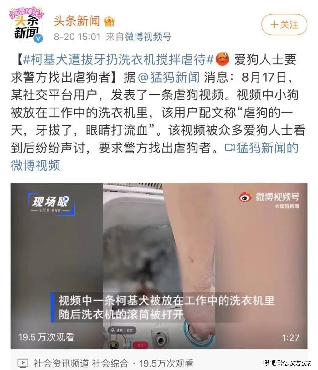 事件|“洗衣机柯基事件”，再一次凝视人性的深渊