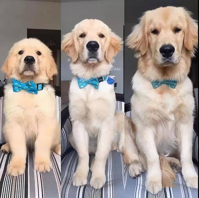 怎么看小狗狗是大型的还是小型犬 0d2cc009a1c94153851f79b0a4064fc3.jpeg