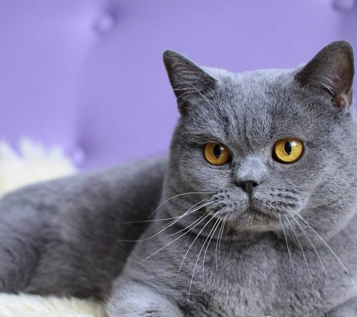 怎么看小猫咪是不是圆脸 1a31654c076a4567a7479333b468e3b4.jpeg