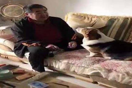 网友|主人爸爸表示不想养柯基，柯基“一巴掌”呼上去，网友：来硬的？