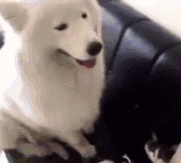 模式|金毛睡沙发上,萨摩耶不小心将它弄醒,随后萨摩求饶直到献上零食