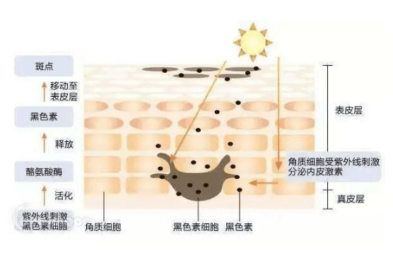 护肤品|敬修堂佰花方：看了同款雀斑妆，才知道淡斑是势在必行！