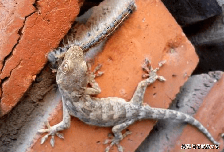原创壁虎到底有什么可怕之处为何古人将其列入五毒之一