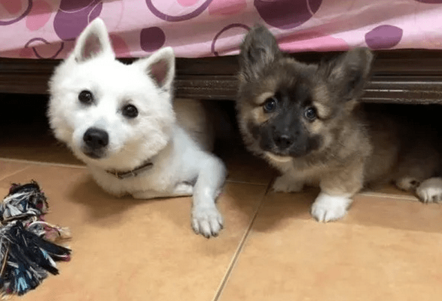 宠物|男子养了只黑色的柯基，一年后却满头问号：怎么掉色了呢？