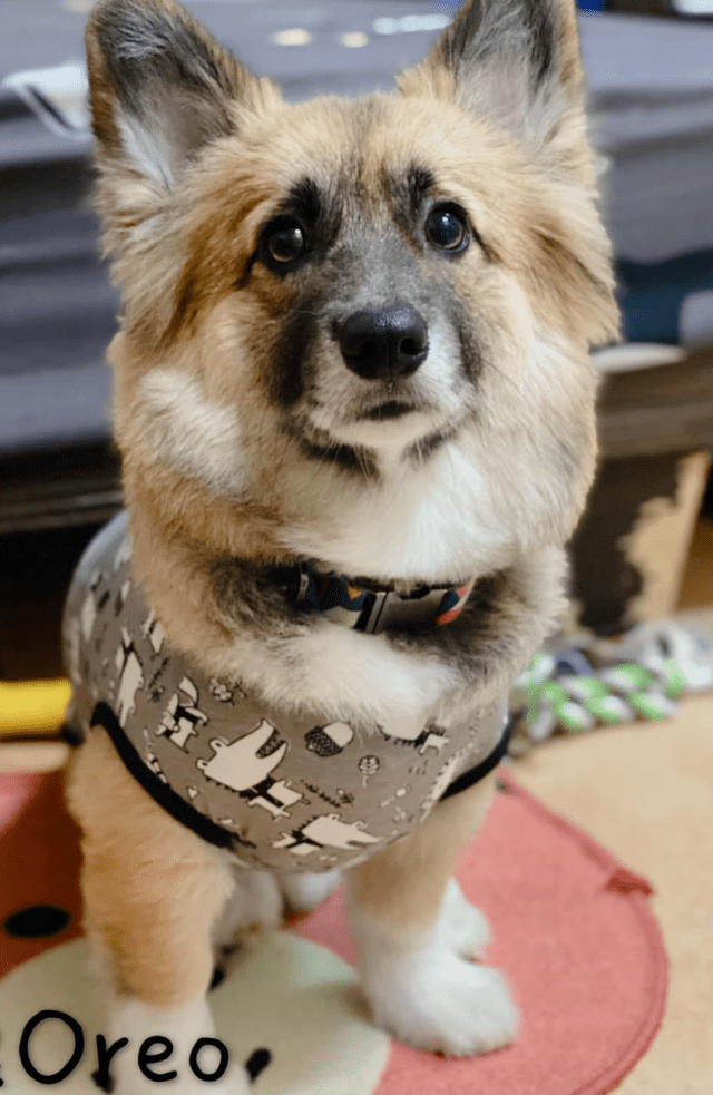 宠物|男子养了只黑色的柯基，一年后却满头问号：怎么掉色了呢？