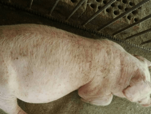 黄膘猪是怎么回事黄膘猪是什么原因引起的养殖户千万别大意