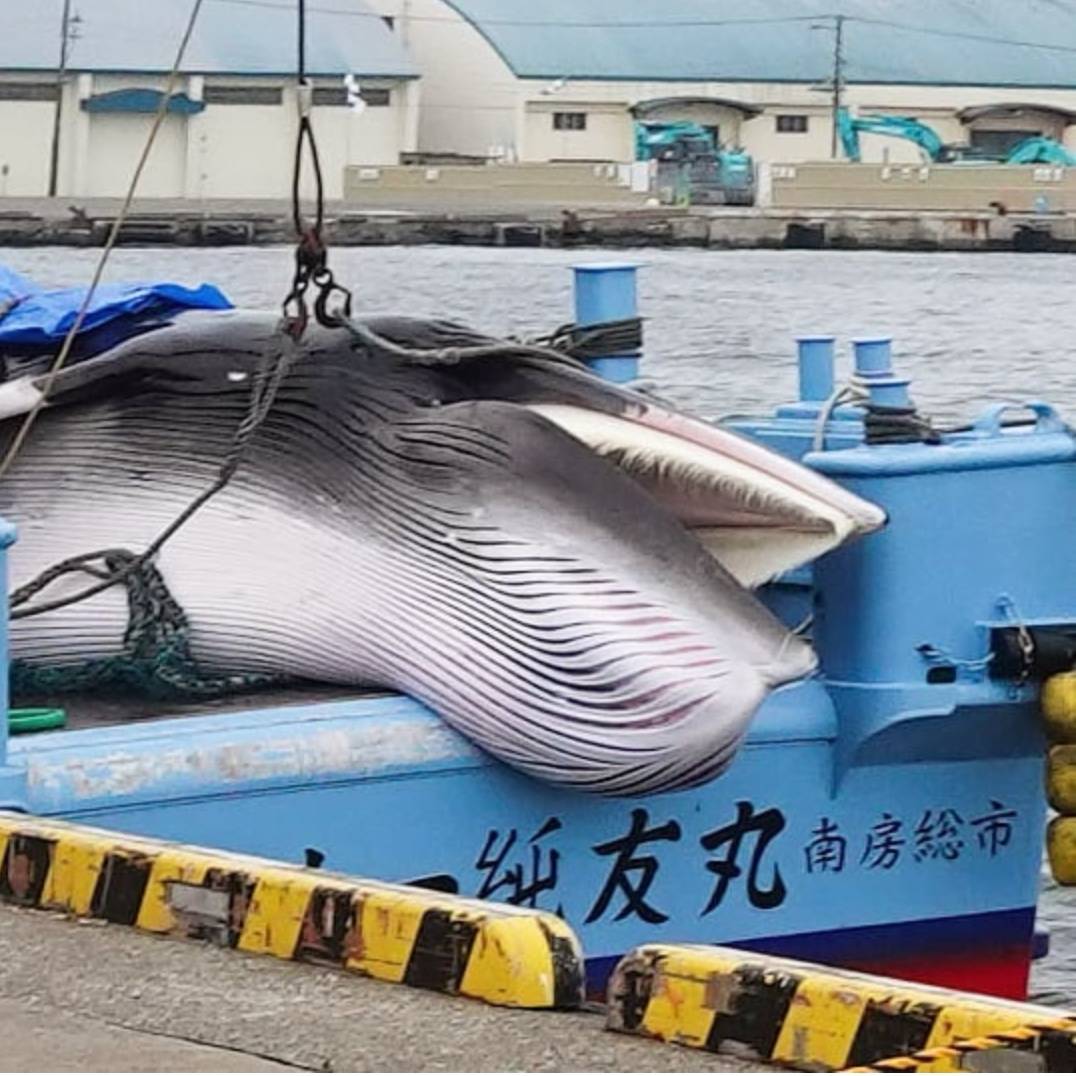 日本人真的很爱吃鲸鱼？真相未必如你想的那样！_搜狐网