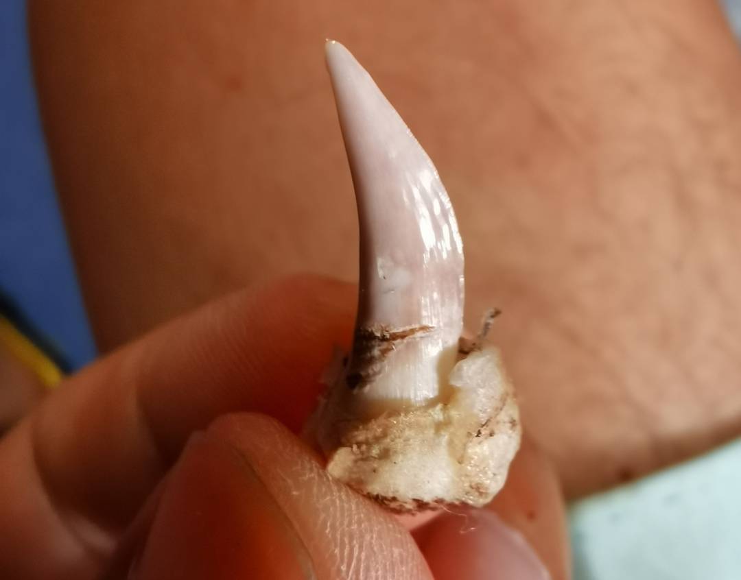 一马当先,收获的都是69南海常见的经济69鱼类,比较多69的是狗牙