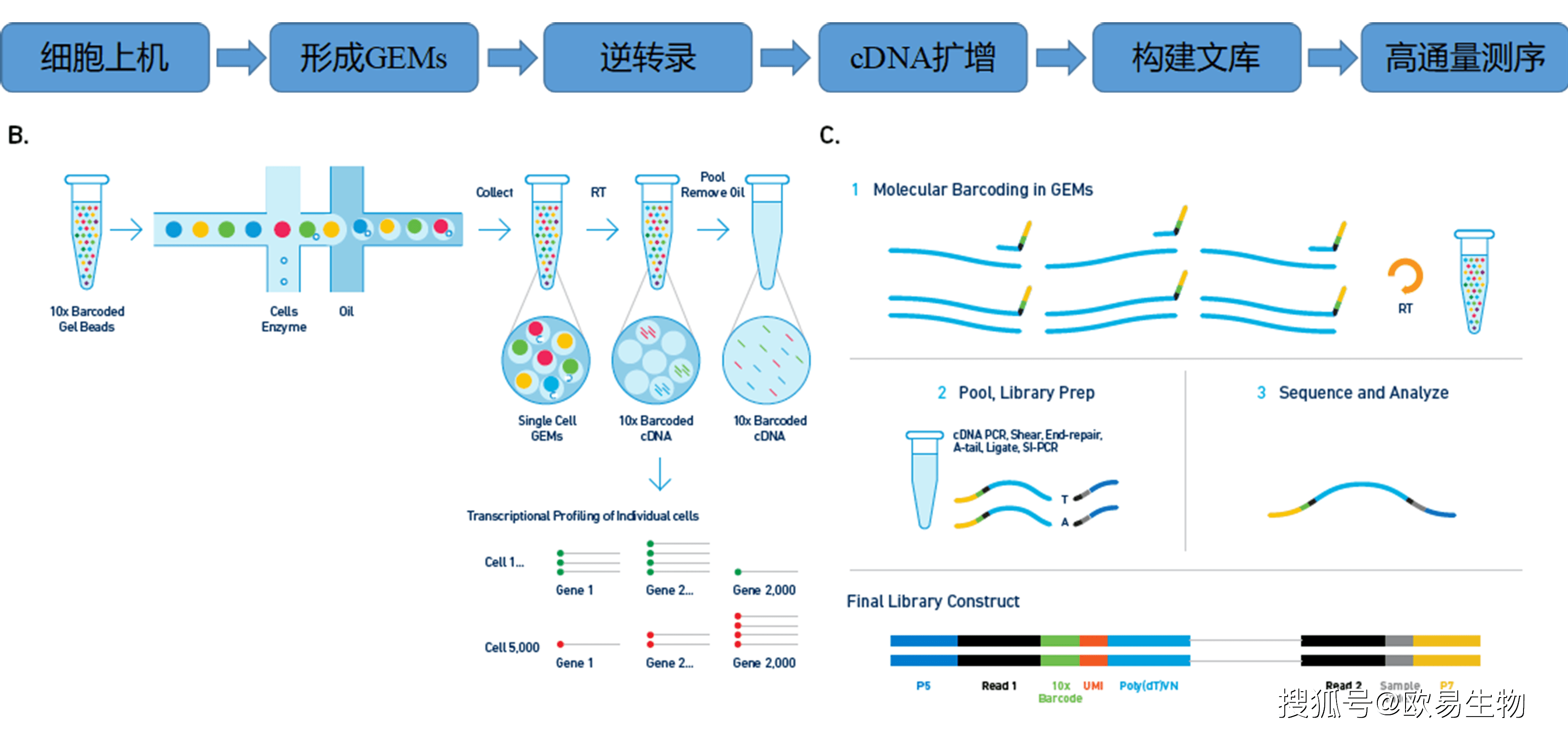 单细胞转录组测序建库流程