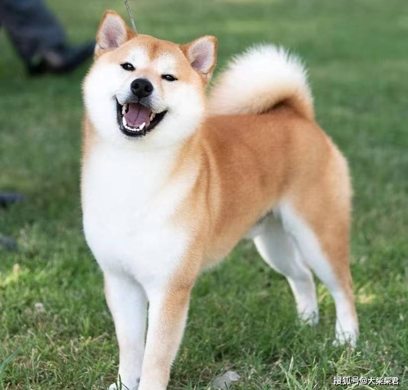 柴犬性格分析,看看你适不适合养柴犬?