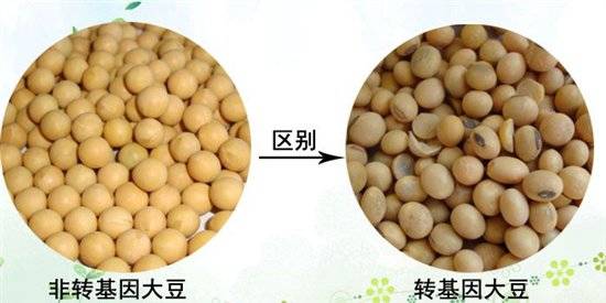 你吃的是哪里的大豆