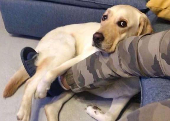 狗为啥喜欢躺地板 5cdb2d8502644177a3daefec6b546701.jpeg