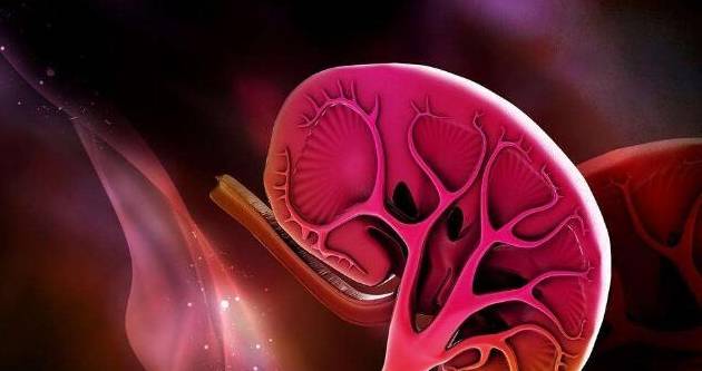 消化系统|肾病医生:肌酐升高的原因当中,有两个只会让人感到遗憾