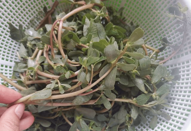 美食|它是“天然抗生素”再不吃就没有了，错过了等明年，不懂吃可惜了