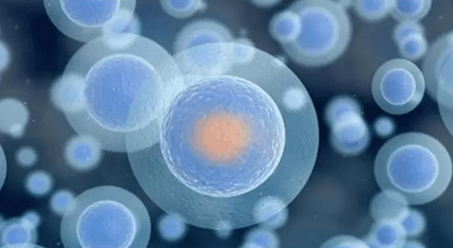 食品|瑞妮葆芝麻素SVE--补充细胞营养