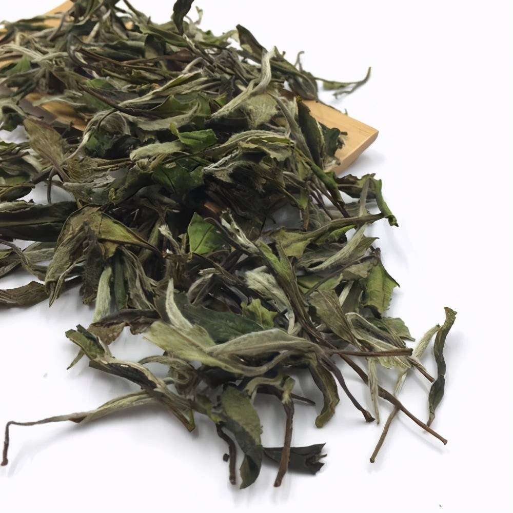 叶张|如何看白茶的品质特征?安吉白茶是什么茶?