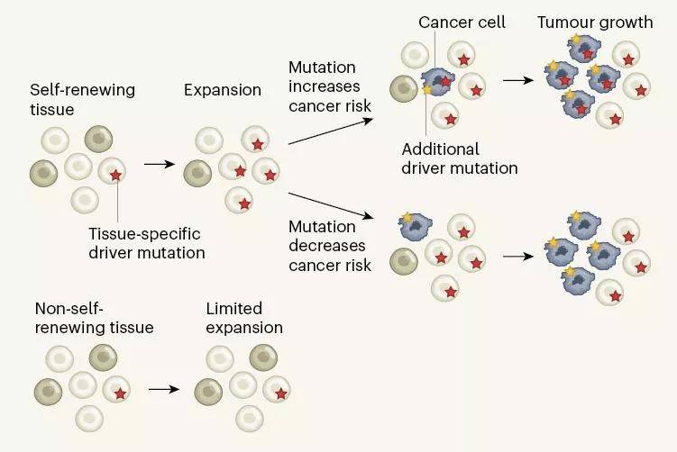 什么是基因突变为什么会基因突变 43c6e37e1c214fe7ac7dbf2e42736851.jpeg