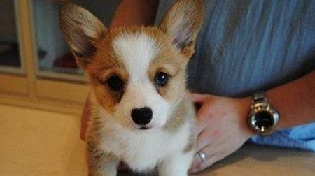 因为|柯基犬价格多少钱一只?你是不是被坑了?