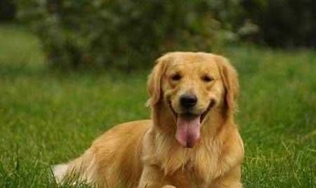 小孩子|如今越来越多人饲养金毛,这5点也许就是原因!