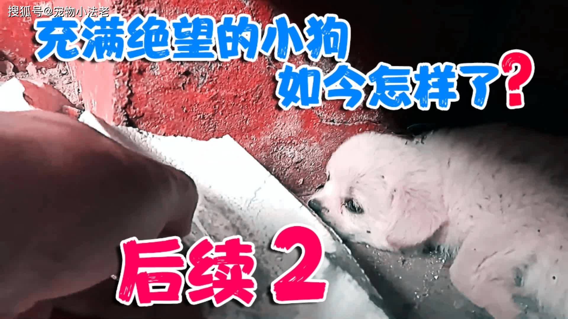 后续2之前那只饿到瘫软在地眼神充满绝望的小狗如今怎样了