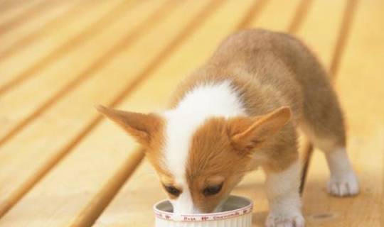 因为|柯基犬价格多少钱一只?你是不是被坑了?