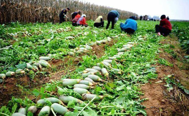 啥时候种大萝卜 f6e37f2ef95444d981a5e6e472545cb8.jpeg