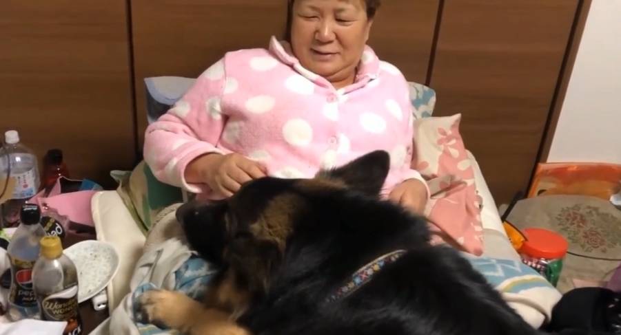 意思|德牧闯进卧室不吭声，盯着床头柜不走，女主明白后笑翻了